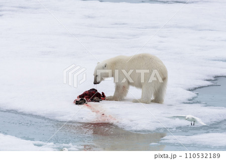 Polar bear eating seal on pack ice Polar bear eating seal on pack ice 110532189