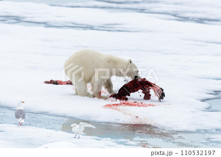 Polar bear eating seal on pack ice 110532197