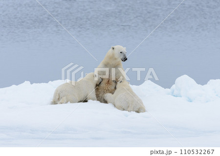 Polar bear mother feeding her cubs on the pack ice, north of Svalbard Arctic Norway Polar bear mother feeding her cubs on the pack ice, north of Svalbard Arctic Norway 110532267