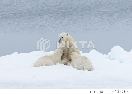 Polar bear mother feeding her cubs on the pack ice, north of Svalbard Arctic Norway Polar bear mother feeding her cubs on the pack ice, north of Svalbard Arctic Norway 110532268