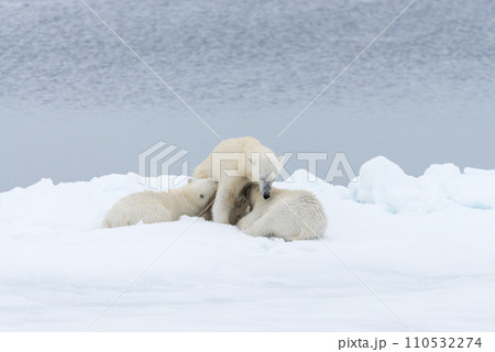 Polar bear mother feeding her cubs on the pack ice, north of Svalbard Arctic Norway 110532274