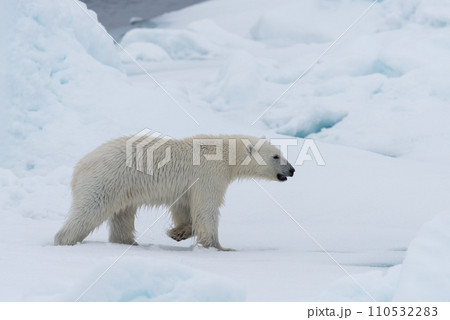 Wild polar bear cub on the pack ice, north of Svalbard Arctic Norway Wild polar bear cub on the pack ice, north of Svalbard Arctic Norway 110532283