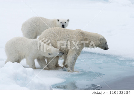 Wild polar bear (Ursus maritimus) mother and twin cubs on the pack ice, north of Svalbard Arctic Norway Wild polar bear (Ursus maritimus) mother and twin cubs on the pack ice, north of Svalbard Arctic Norway 110532284