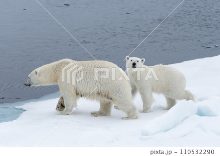 Wild polar bear (Ursus maritimus) mother and cub on the pack ice, north of Svalbard Arctic Norway 110532290