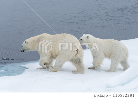 Wild polar bear (Ursus maritimus) mother and cub on the pack ice, north of Svalbard Arctic Norway 110532291