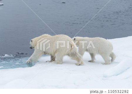 Wild polar bear (Ursus maritimus) mother and cub on the pack ice, north of Svalbard Arctic Norway Wild polar bear (Ursus maritimus) mother and cub on the pack ice, north of Svalbard Arctic Norway 110532292