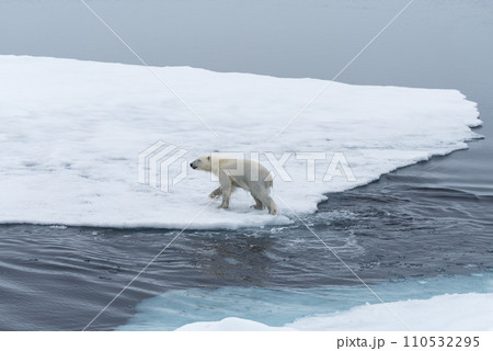 Wild Polar Bear and cubs jumping across the ice on the pack ice, north of Svalbard Arctic Norway Wild Polar Bear and cubs jumping across the ice on the pack ice, north of Svalbard Arctic Norway 110532295