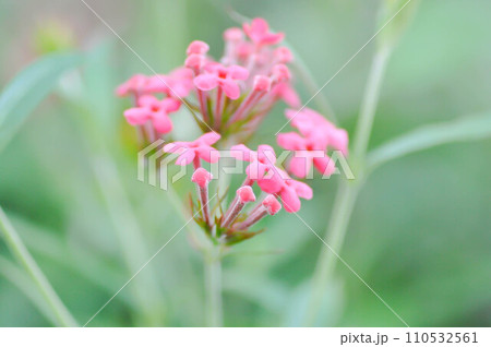 Panama Rose ,Arachnothryx leucophylla 110532561