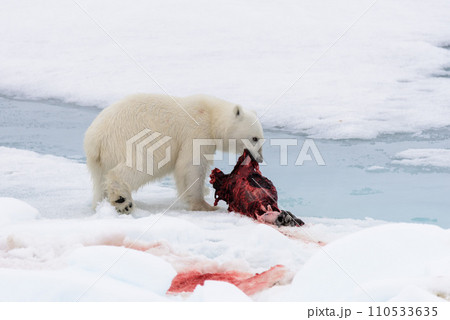 Polar bear eating seal on pack ice 110533635