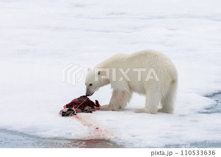 Polar bear eating seal on pack ice 110533636