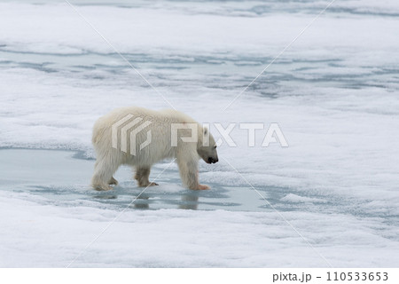 Polar bear (Ursus maritimus) going on the pack ice north of Spitsbergen Island, Svalbard 110533653