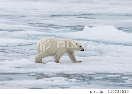 Polar bear (Ursus maritimus) going on the pack ice north of Spitsbergen Island, Svalbard 110533659