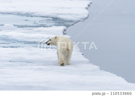 Polar bear (Ursus maritimus) going on the pack ice north of Spitsbergen Island, Svalbard 110533660