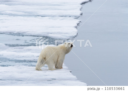 Polar bear (Ursus maritimus) going on the pack ice north of Spitsbergen Island, Svalbard 110533661