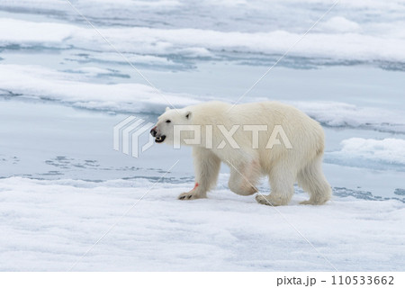 Polar bear (Ursus maritimus) going on the pack ice north of Spitsbergen Island, Svalbard 110533662