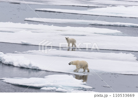 Polar bear (Ursus maritimus) mother and twin cubs on the pack ice, north of Svalbard Arctic Norway Polar bear (Ursus maritimus) mother and twin cubs on the pack ice, north of Svalbard Arctic Norway 110533669