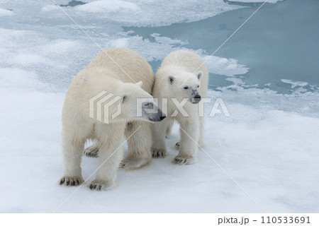 Polar bear (Ursus maritimus) mother and cub on the pack ice, north of Svalbard Arctic Norway 110533691