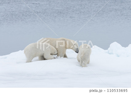 Polar bear (Ursus maritimus) mother and twin cubs on the pack ice, north of Svalbard Arctic Norway 110533695