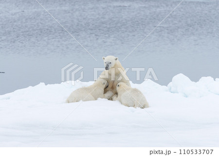 Polar bear mother feeding her cubs on the pack ice, north of Svalbard Arctic Norway 110533707