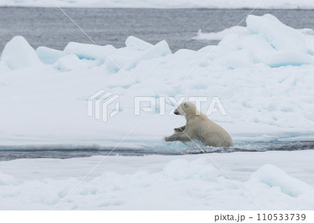 Wild Polar Bear and cubs jumping across the ice on the pack ice, north of Svalbard Arctic Norway Wild Polar Bear and cubs jumping across the ice on the pack ice, north of Svalbard Arctic Norway 110533739