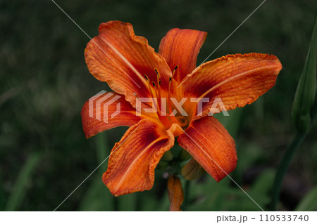 Orange large lily in the evening in the garden on a dark background, close-up. Orange large lily in the evening in the garden on a dark background, close-up. 110533740