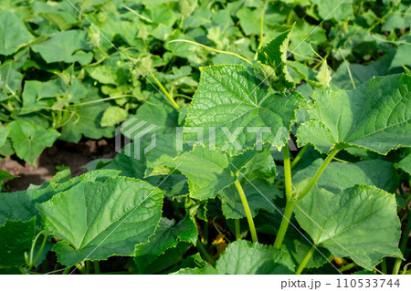 Growing cucumbers in a field, large green leaves. Plantation under the bright summer sun. Growing cucumbers in a field, large green leaves. Plantation under the bright summer sun. 110533744