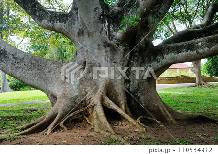 Powerful trunk and l roots of the ficus tree. 110534912
