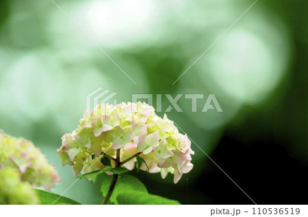 近所のあじさい 110536519