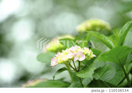 近所のあじさい 110536534