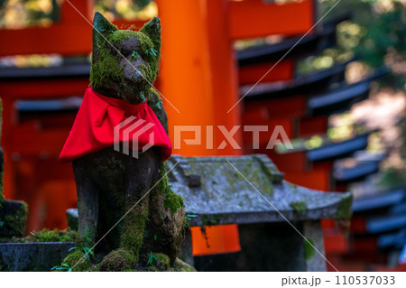 京都市伏見区稲荷大社で撮影した千本鳥居及び境内の風景 110537033