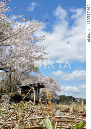 能登の廃線駅に咲く桜 能登の廃線駅に咲く桜 110537490