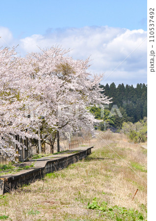 能登の廃線駅に咲く桜 110537492