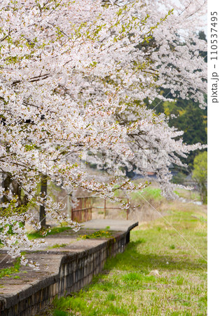 能登の廃線駅に咲く桜 110537495