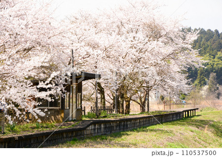能登の廃線駅に咲く桜 能登の廃線駅に咲く桜 110537500