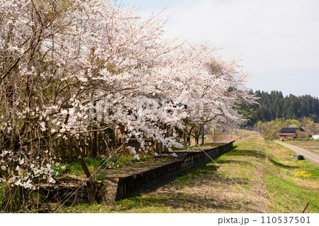 能登の廃線駅に咲く桜 110537501