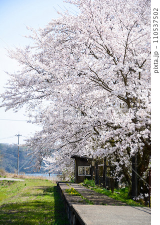 能登の廃線駅に咲く桜 110537502