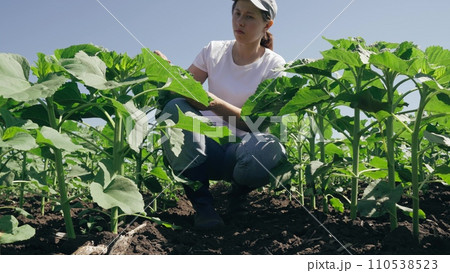 farmer touches green leaf sunflower, farmer walks rubber boots along rows crops farm, agriculture, scene springtime, green sunflowers grow field, insects, farmer, natural beautiful, organic green farmer touches green leaf sunflower, farmer walks rubber boots along rows crops farm, agriculture, scene springtime, green sunflowers grow field, insects, farmer, natural beautiful, organic green 110538523