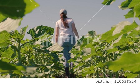 farmer touches green leaf sunflower, farmer walks rubber boots along rows crops farm, agriculture, land, europe, young sunflower, farming, agriculture business concept lifestyle, young sunflower plant farmer touches green leaf sunflower, farmer walks rubber boots along rows crops farm, agriculture, land, europe, young sunflower, farming, agriculture business concept lifestyle, young sunflower plant 110538524