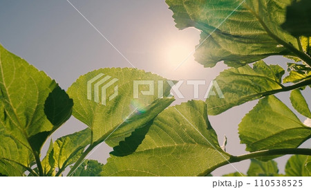 sunflower leaf close-up, rays sunlight from sunflower leaves, agriculture, fantastic rural, farm field nature view, green sunflowers, green sunflower sprouts, natural beautiful, field with young sunflower leaf close-up, rays sunlight from sunflower leaves, agriculture, fantastic rural, farm field nature view, green sunflowers, green sunflower sprouts, natural beautiful, field with young 110538525