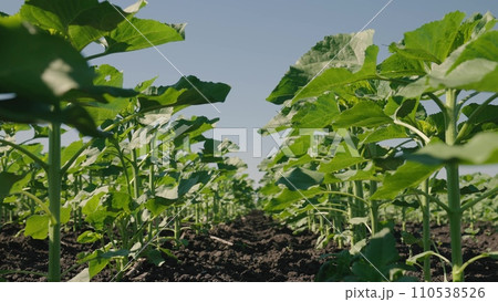 growing sunflowers farmer field summer, green, beautiful landscape under bright sunlight, farming, future harvest sunflower, sunflower farm field movement landscape lifestyle, agriculture lifestyle growing sunflowers farmer field summer, green, beautiful landscape under bright sunlight, farming, future harvest sunflower, sunflower farm field movement landscape lifestyle, agriculture lifestyle 110538526