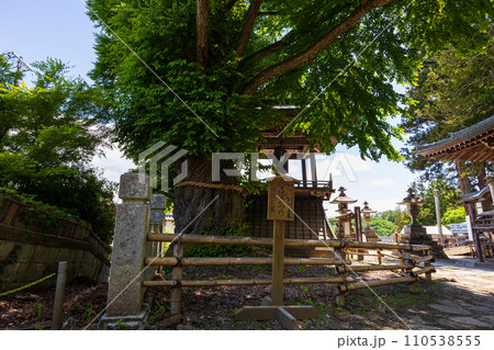 長野県上田市の春　新緑の別所温泉　北向観音 110538555