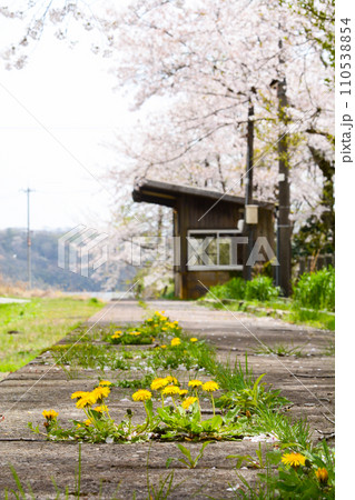 能登の廃線駅に咲く桜 能登の廃線駅に咲く桜 110538854