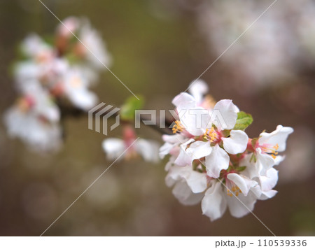 3月に咲いたユスラウメの白い花 3月に咲いたユスラウメの白い花 110539336