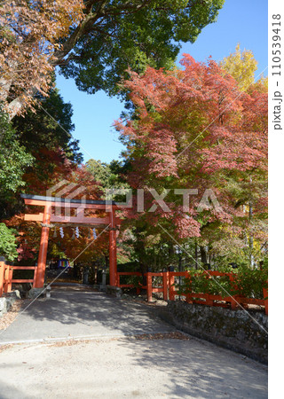 大田神社　紅葉の参道と鳥居　京都市北区上賀茂 110539418