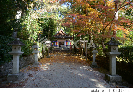 大田神社　紅葉の参道　京都市北区上賀茂 110539419