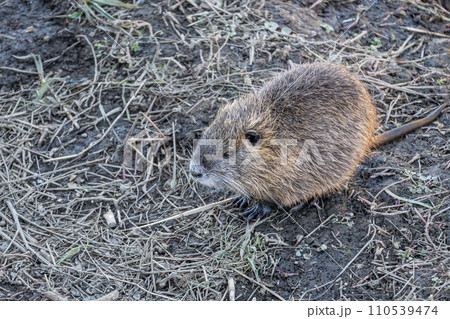ヌートリア 110539474