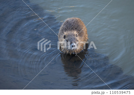 用水路の中のヌートリア 110539475
