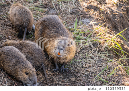 ヌートリア ヌートリア 110539533