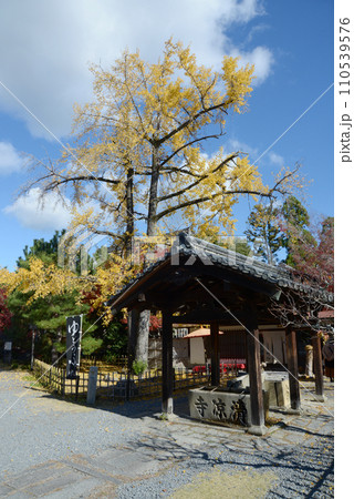 秋の清涼寺　境内にイチョウの黄葉　京都市右京区嵯峨 110539576