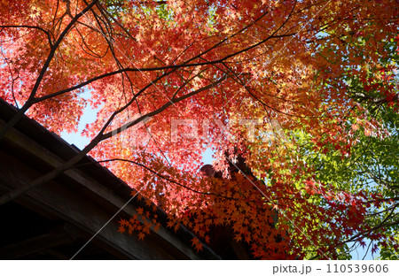 秋の清涼寺　境内の紅葉　京都市右京区嵯峨 110539606